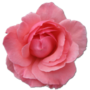 Wild Rose Pink 2 icon